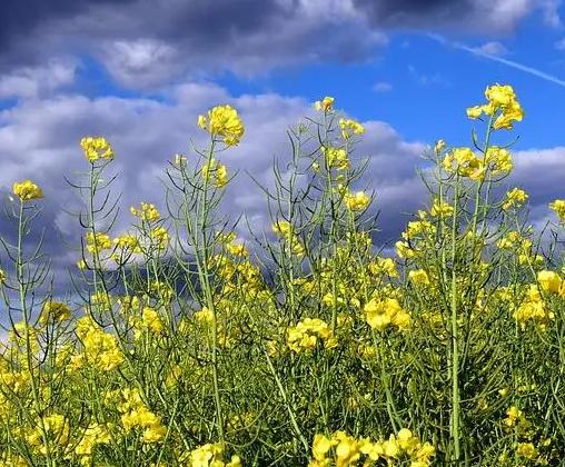 高中秋季主題班會方案（精選3篇）